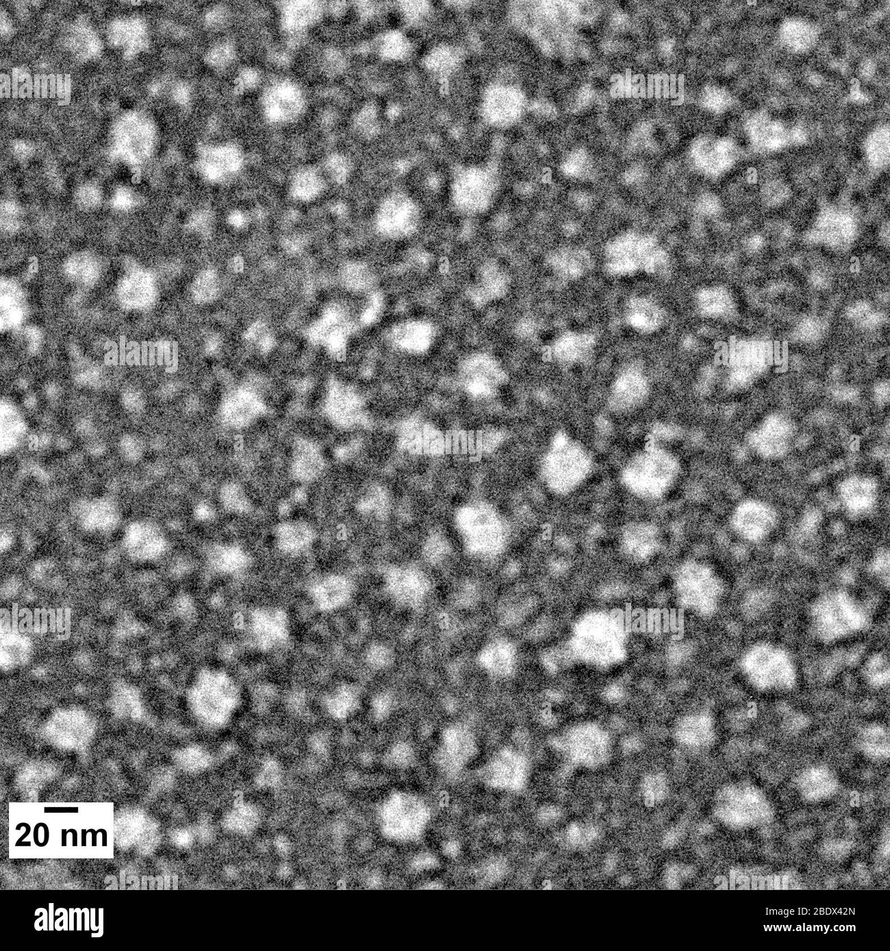 Nanoparticules présentant un néoantigène, TEM Banque D'Images