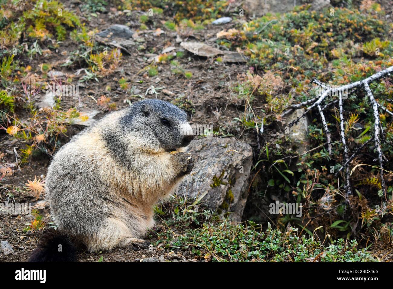 Marmotte Alpine Marmota Marmota Dans Son Habitat Naturel Banque De Marmotte Alpine Marmota Marmota Dans Son Habitat Naturel Banque De
