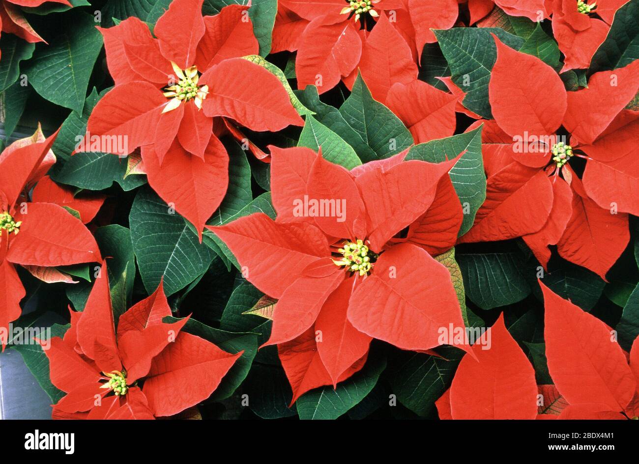 Variétés de poinsettia Banque D'Images