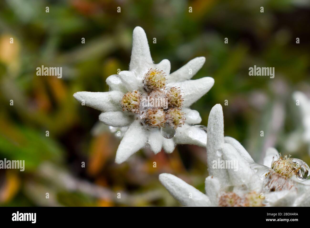 Fleur d'Edelweiss (Leontopodium alpinum), symbole de montagne des Alpes  Photo Stock - Alamy