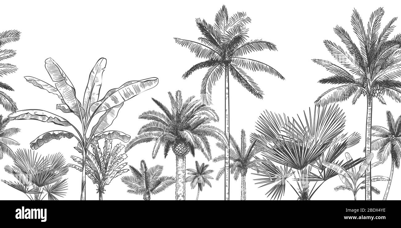 Arrière-plan tropical horizontal sans couture. Palmiers dessinés à la main, croquis des feuilles exotiques de jungle tropicale et papier peint vectoriel de palmiers paradisiaque Illustration de Vecteur