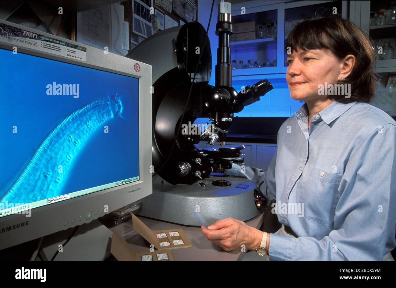 Recherche sur le contrôle des nématodes Banque D'Images