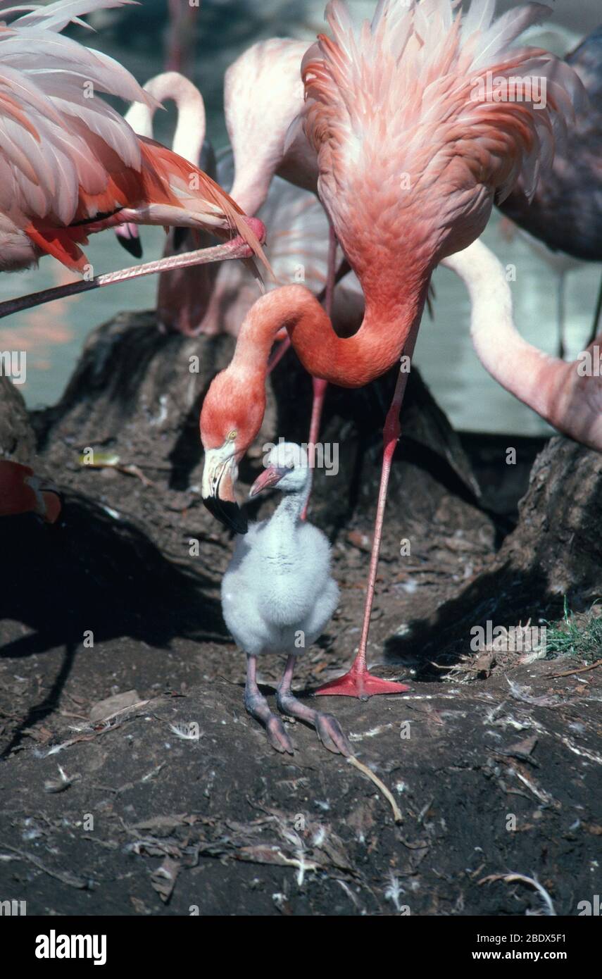 American Flamingo avec Chick Banque D'Images