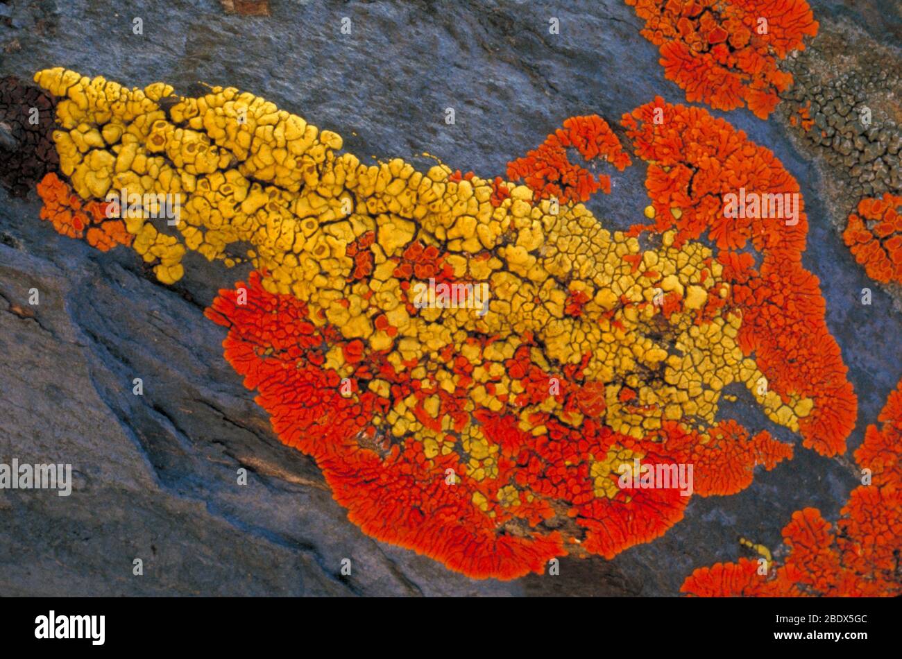 Les lichens sur un rocher Banque D'Images