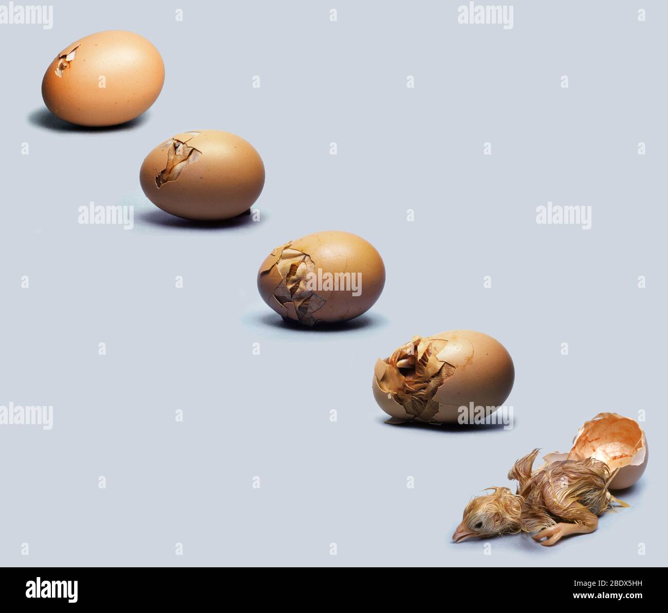 Hachures aux œufs de poulet Banque D'Images