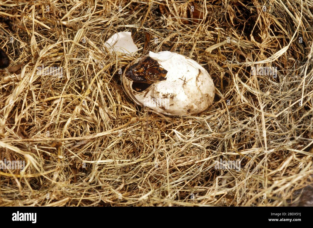 Hachures alligator Banque D'Images