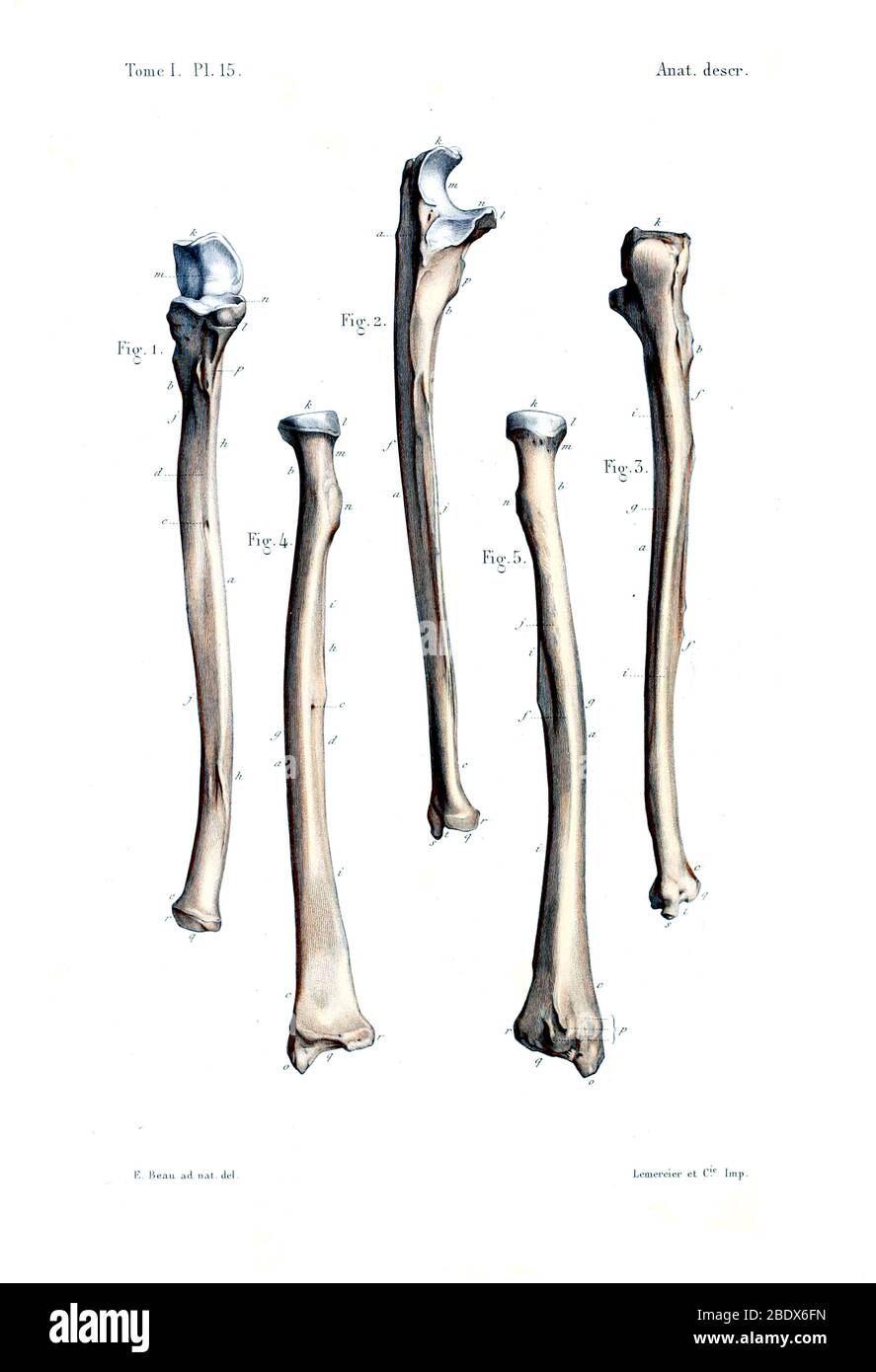 Bras humains Bones, 1844 Banque D'Images
