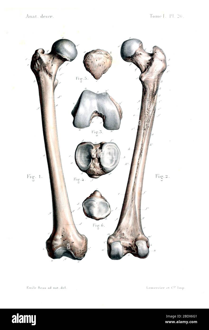 Bones de jambe humaine, 1844 Banque D'Images