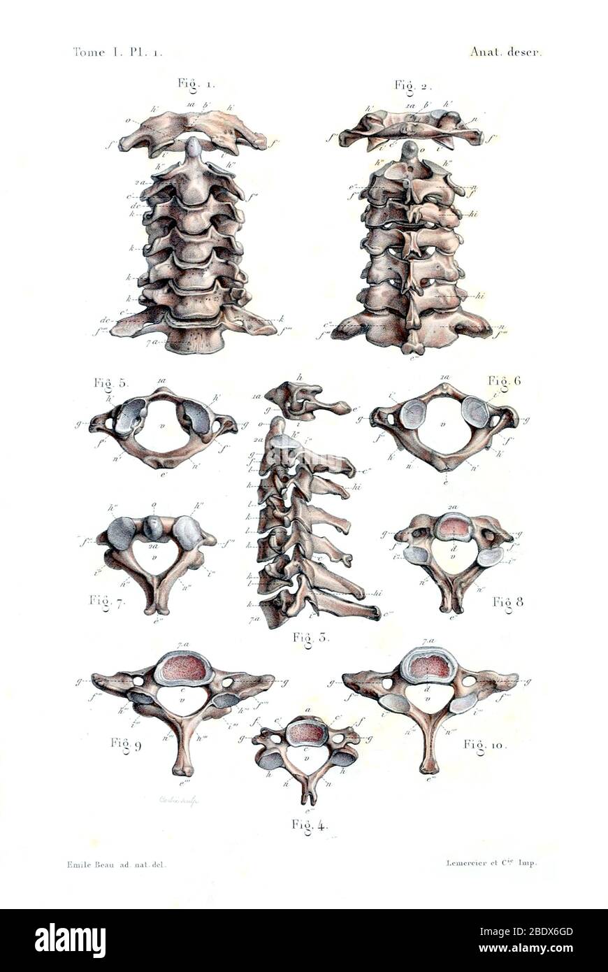 Colonne vertébrale humaine, 1844 Banque D'Images