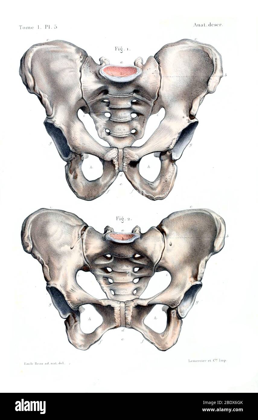 Pelves humaines, femmes et mâles, 1844 Banque D'Images