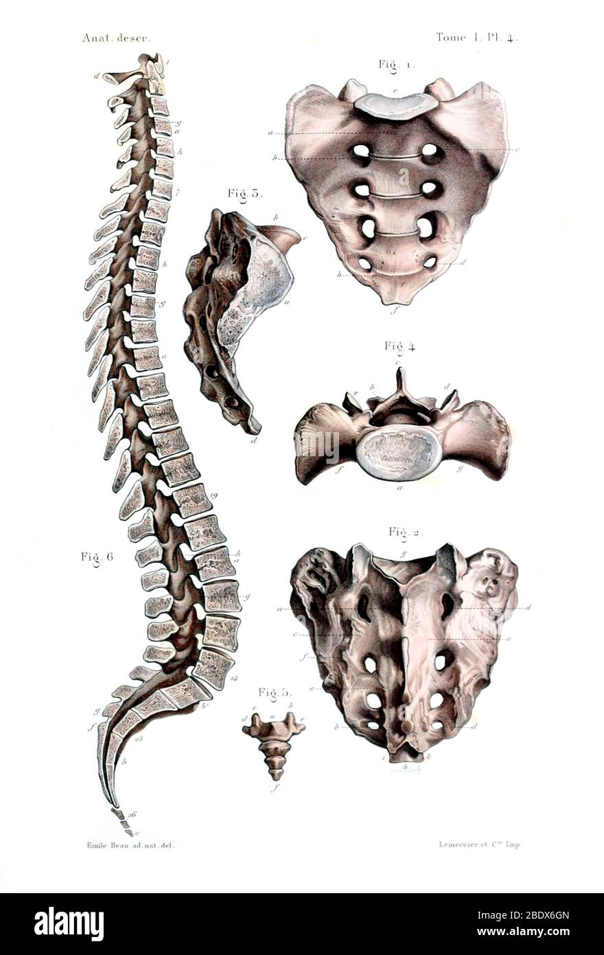 Sacrum et Coccyx humains, 1844 Banque D'Images