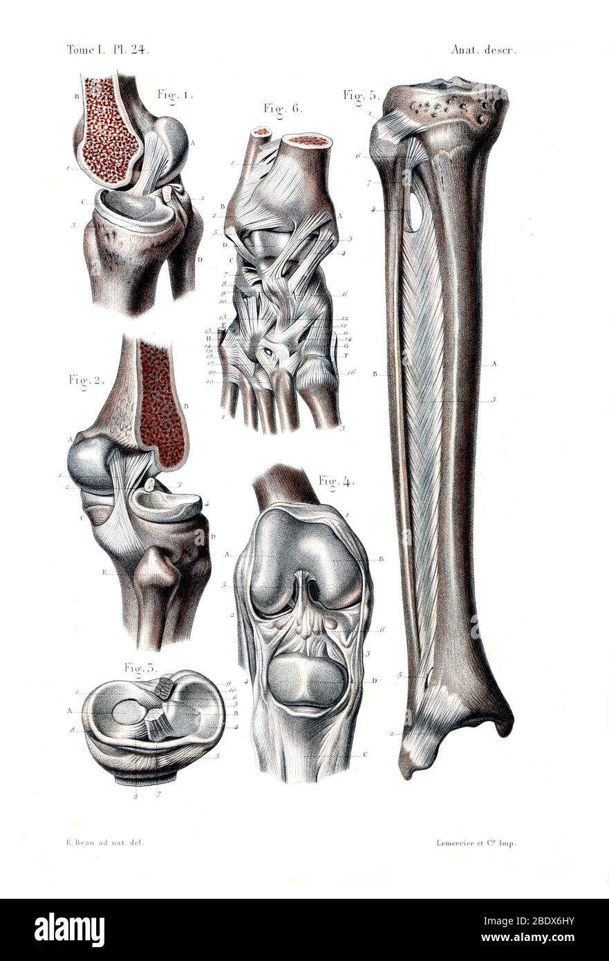 Les os et les ligaments de jambe humains, 1944 Banque D'Images