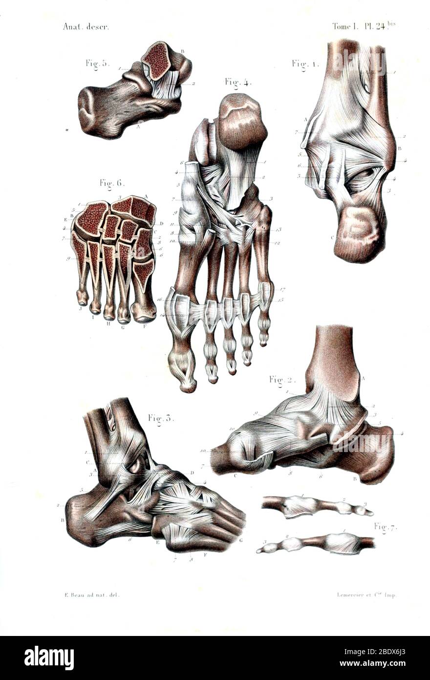 Cheville et pied humains, Bones et ligaments, 1844 Banque D'Images
