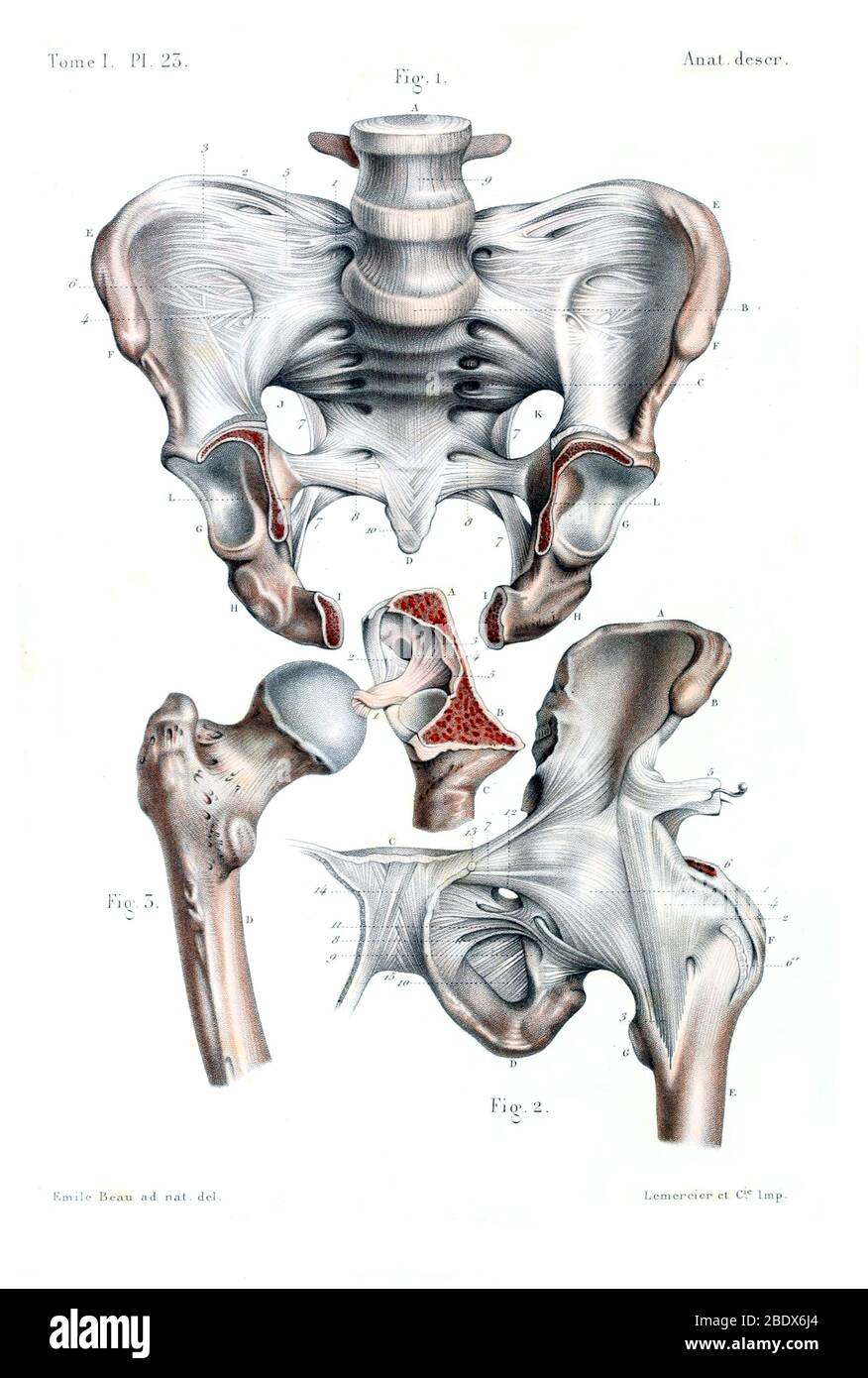 Os de hanche humaine, 1844 Banque D'Images
