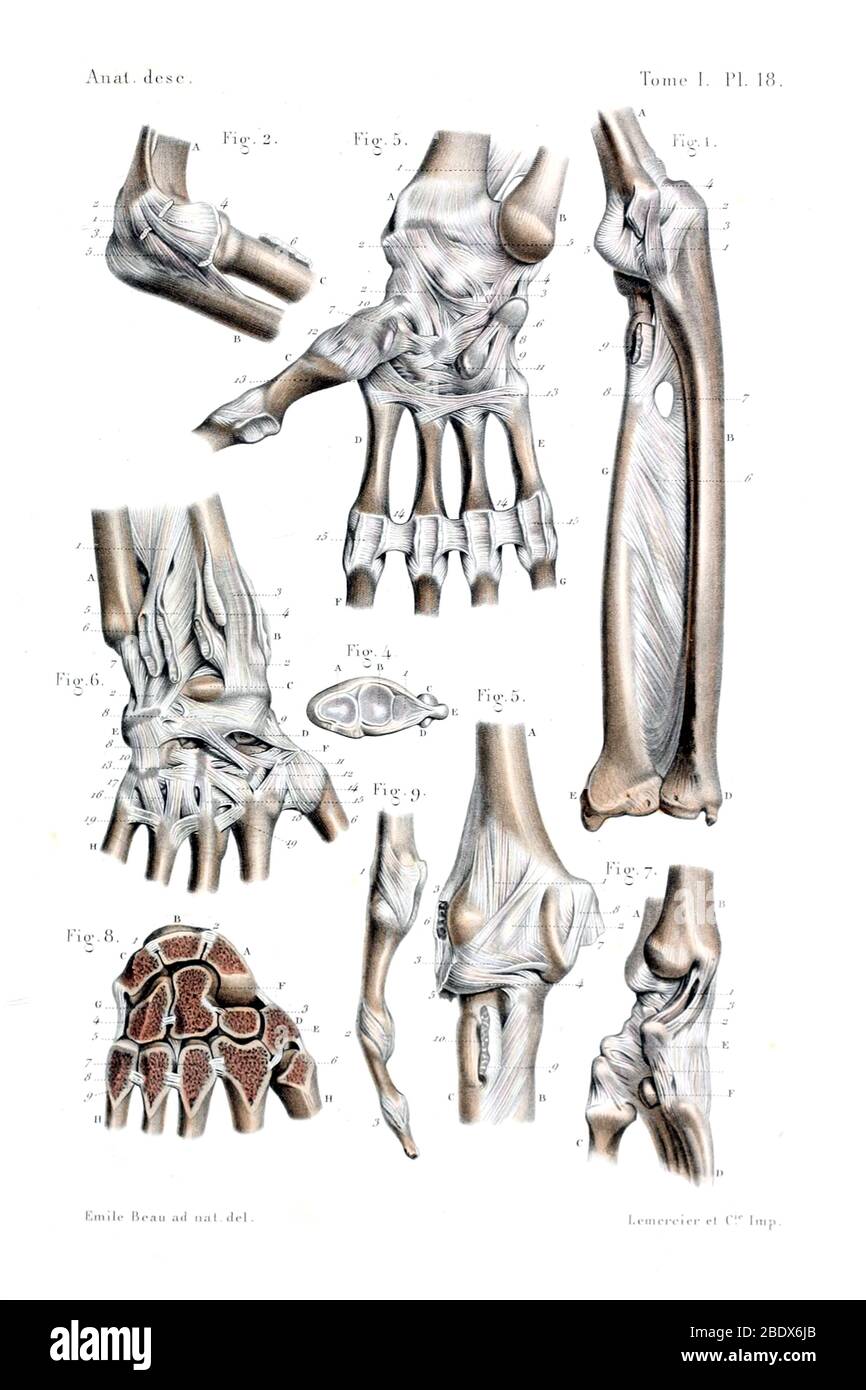 Coude et poignet humains, Bones et ligaments, 1844 Banque D'Images