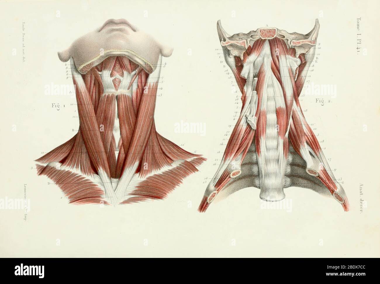 Muscles du cou humain, antérieur, 1844 Banque D'Images