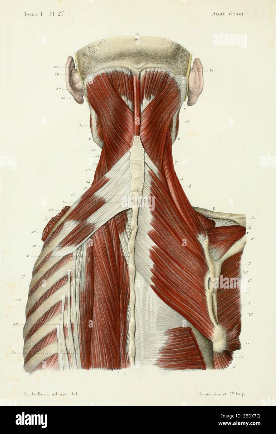 Muscles du cou et du dos humains, Posterior, 1844 Banque D'Images