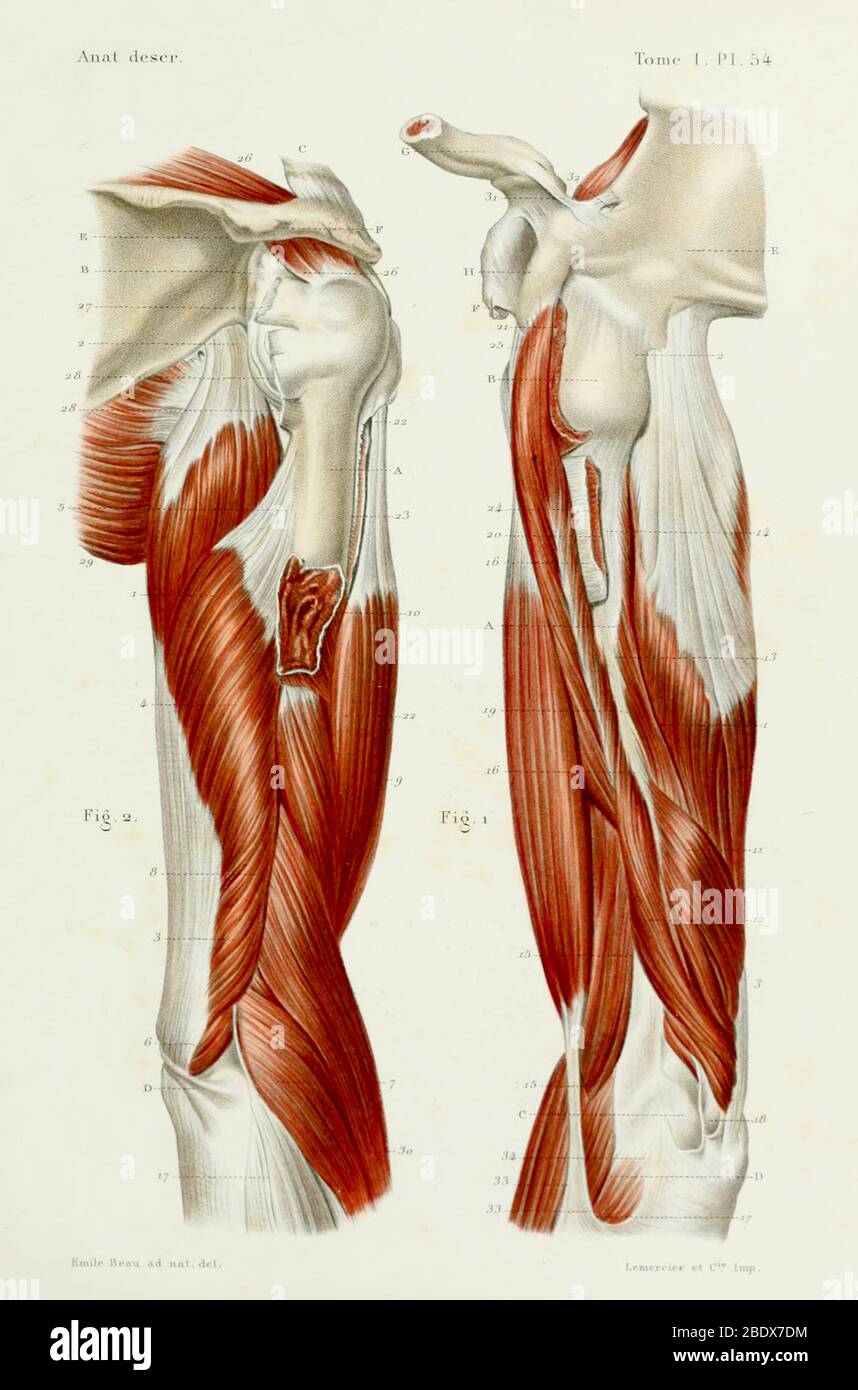 Muscles du bras humain, 1844 Banque D'Images