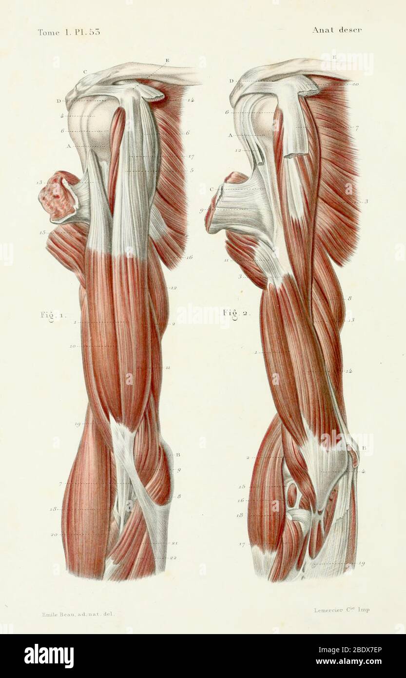Muscles du bras humain, antérieur, 1844 Banque D'Images