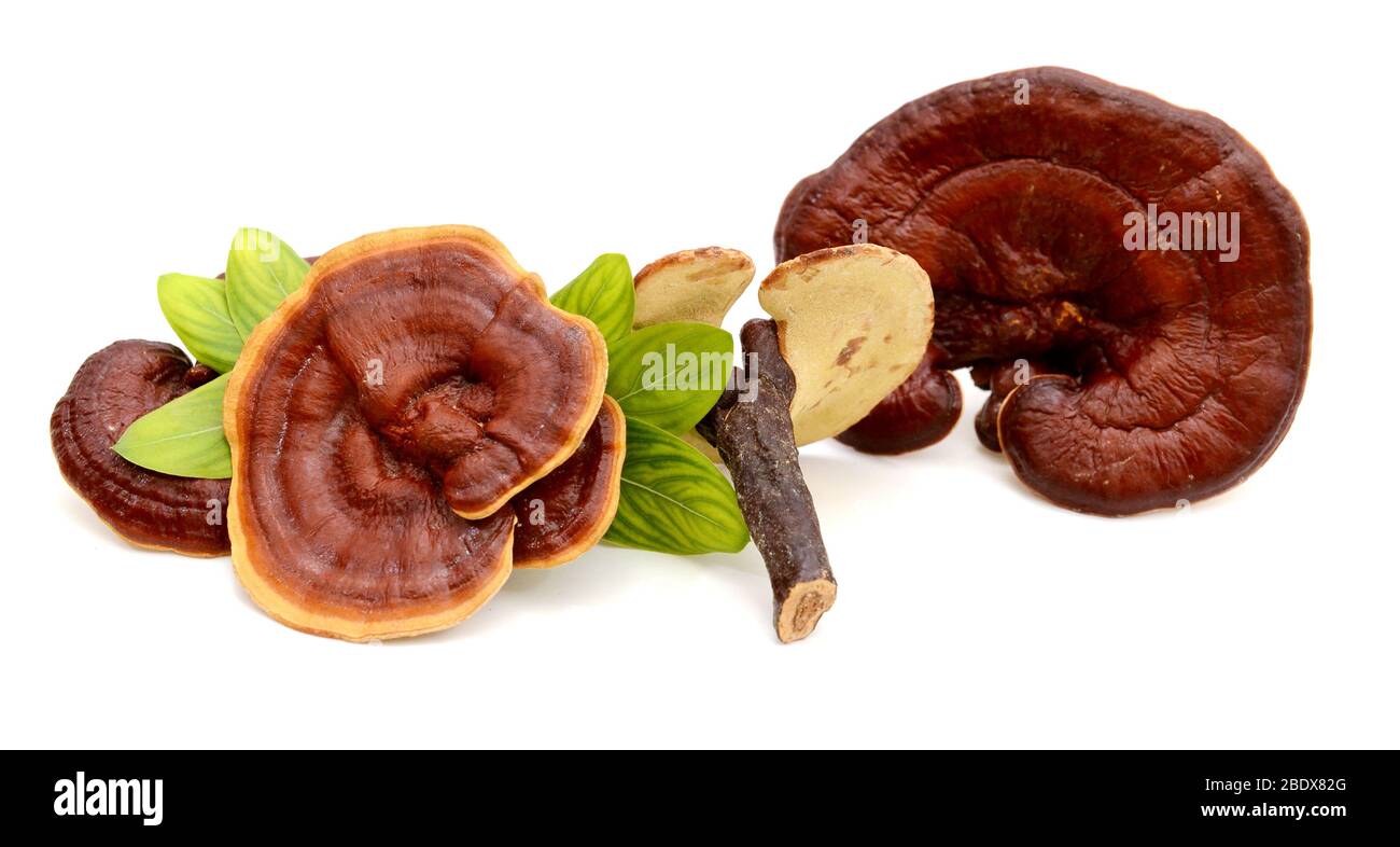 Champignons Lingzhi Ganoderma lucidum isolé sur fond blanc Banque D'Images