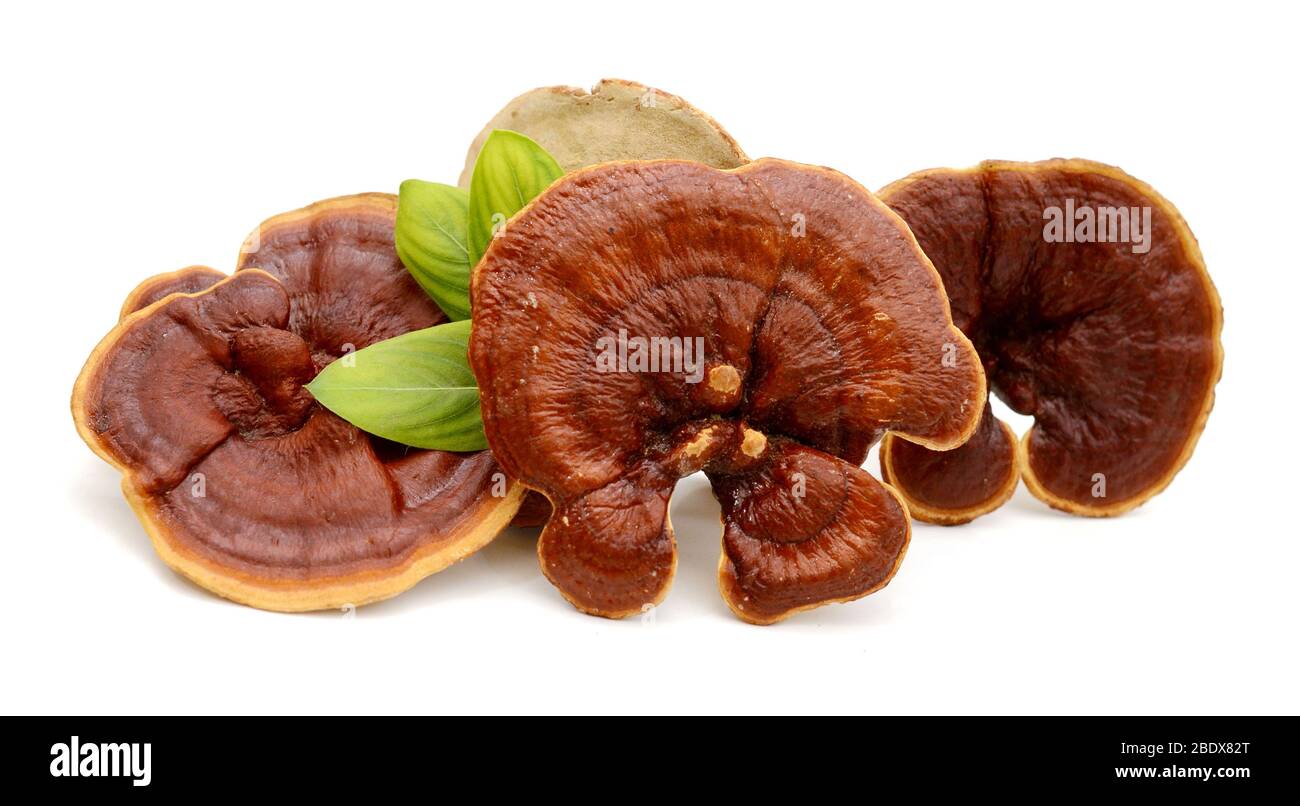 Champignons Lingzhi Ganoderma lucidum isolé sur fond blanc Banque D'Images