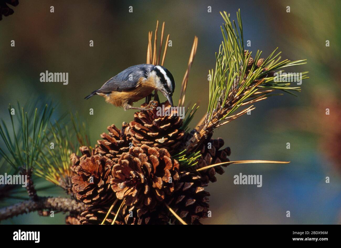 Sittelle à poitrine rouge Banque D'Images