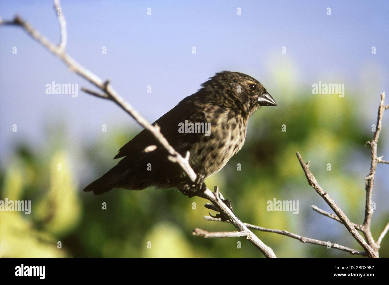 Finch de petit terrain (Geospiza fuliginosa) Banque D'Images