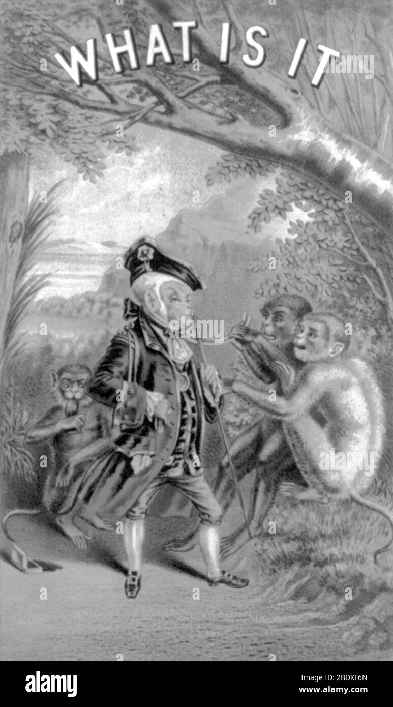 Anthropomorphisme, darwinisme, 1874 Banque D'Images