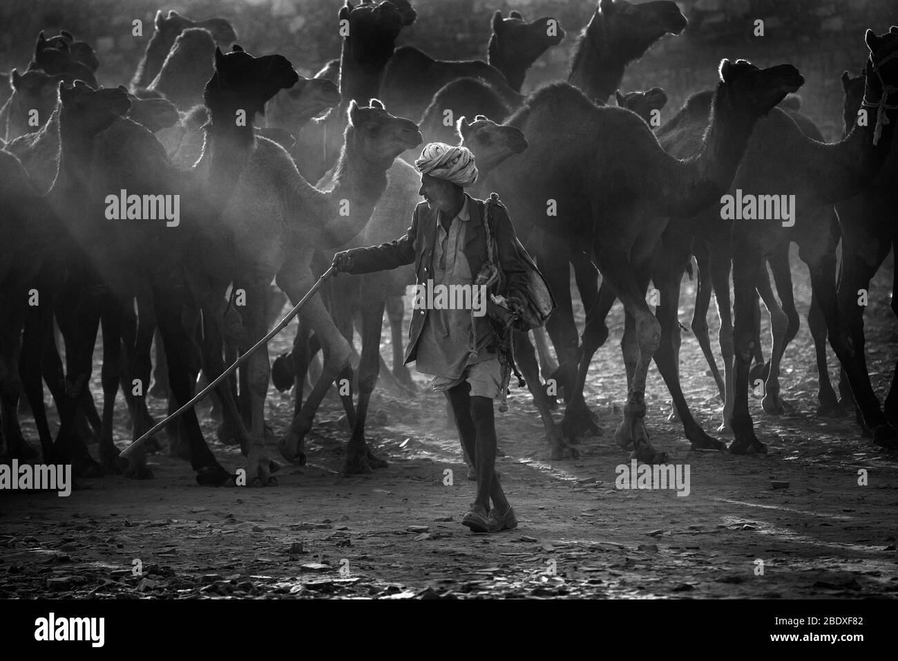 L'image du portrait de l'homme Rajasthani à la foire des animaux de Pushkar, Ajmer, Rajasthan, Inde, asie Banque D'Images