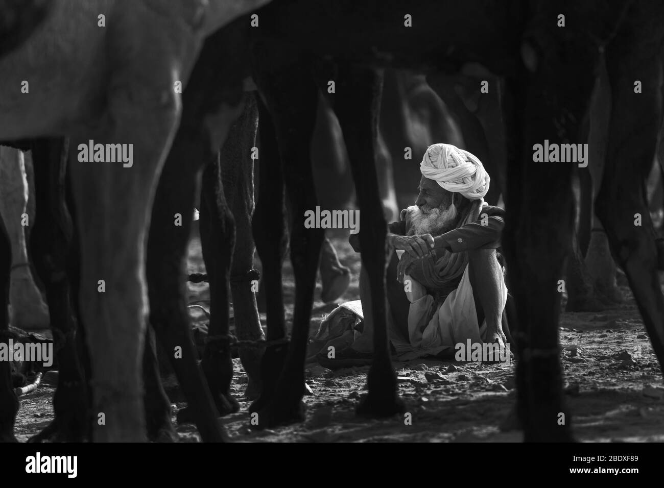 L'image du portrait de l'homme Rajasthani à la foire des animaux de Pushkar, Ajmer, Rajasthan, Inde, asie Banque D'Images