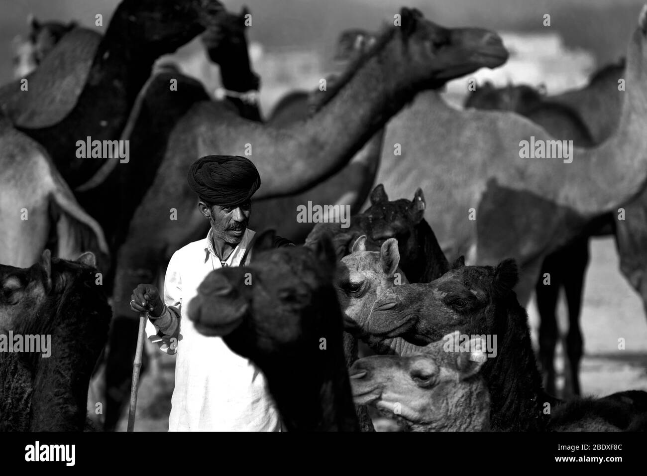 L'image du troupeau de Camel et de l'homme rajasthani à la foire animalière de Pushkar, Ajmer, Rajasthan, Inde, asie Banque D'Images