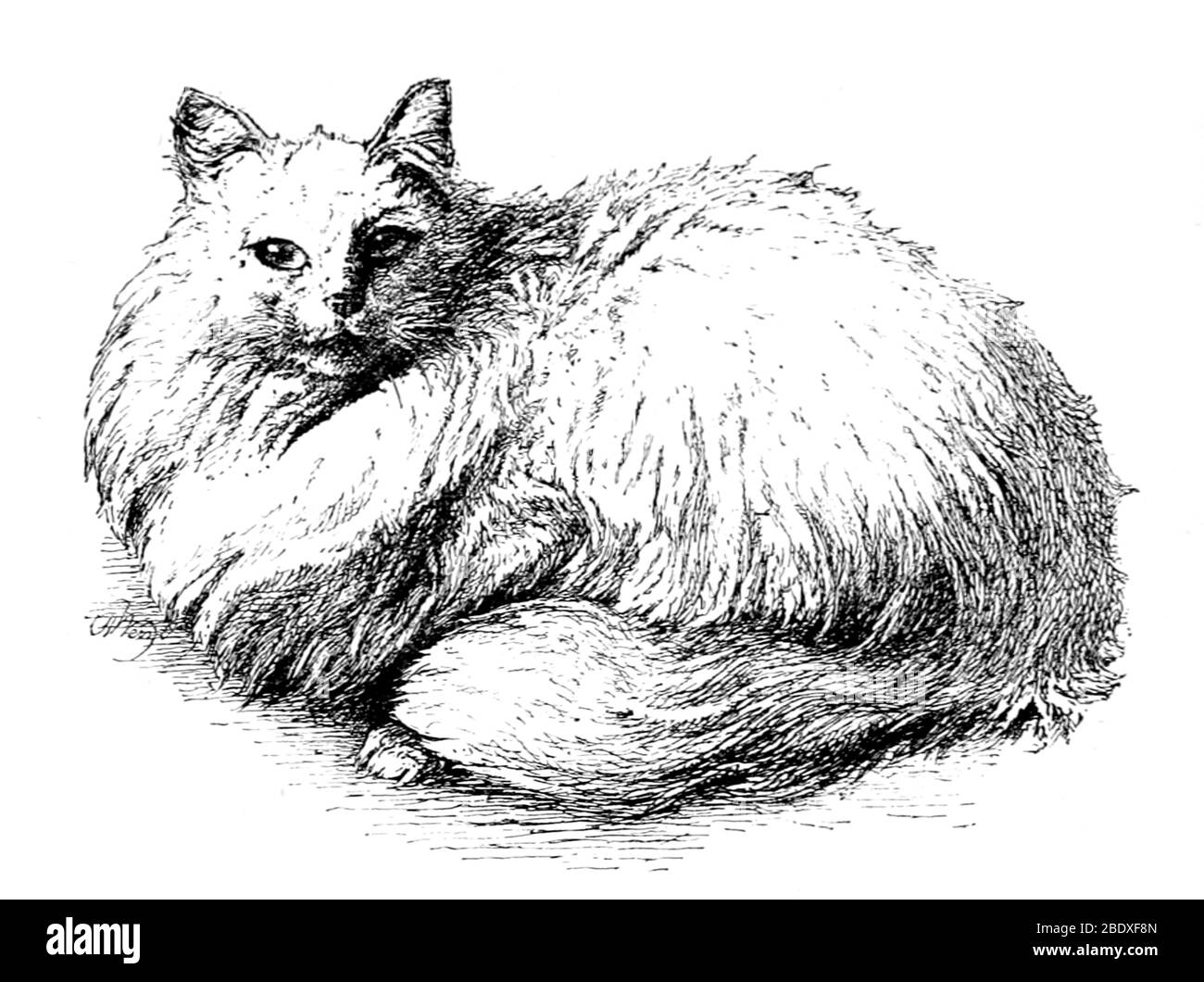 Chat A Poil Long Banque D Images Noir Et Blanc Alamy