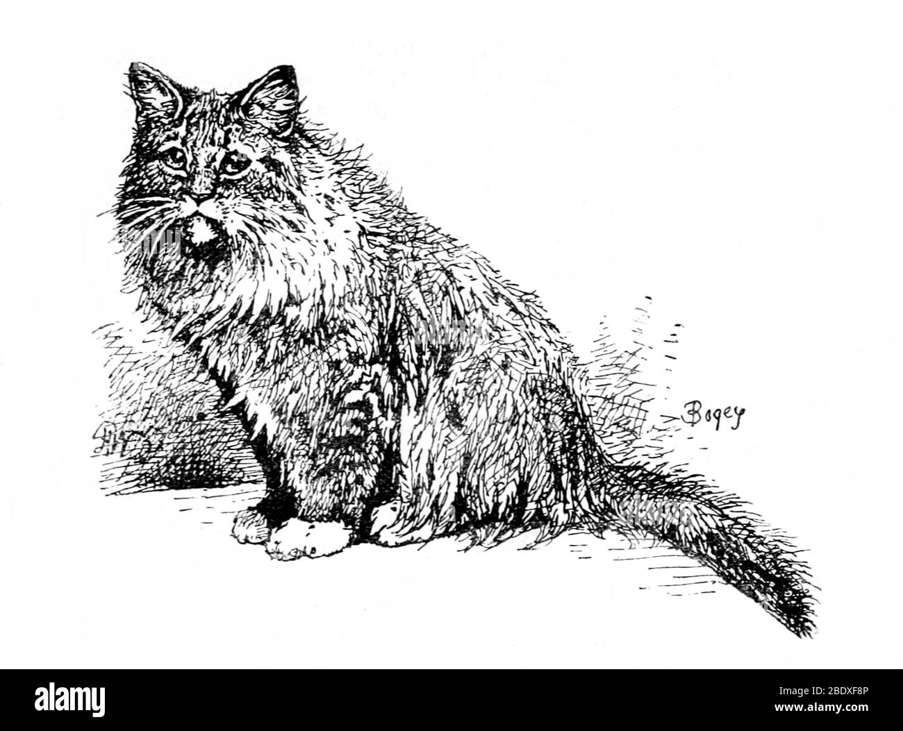 British Longhair Cat Banque D'Images