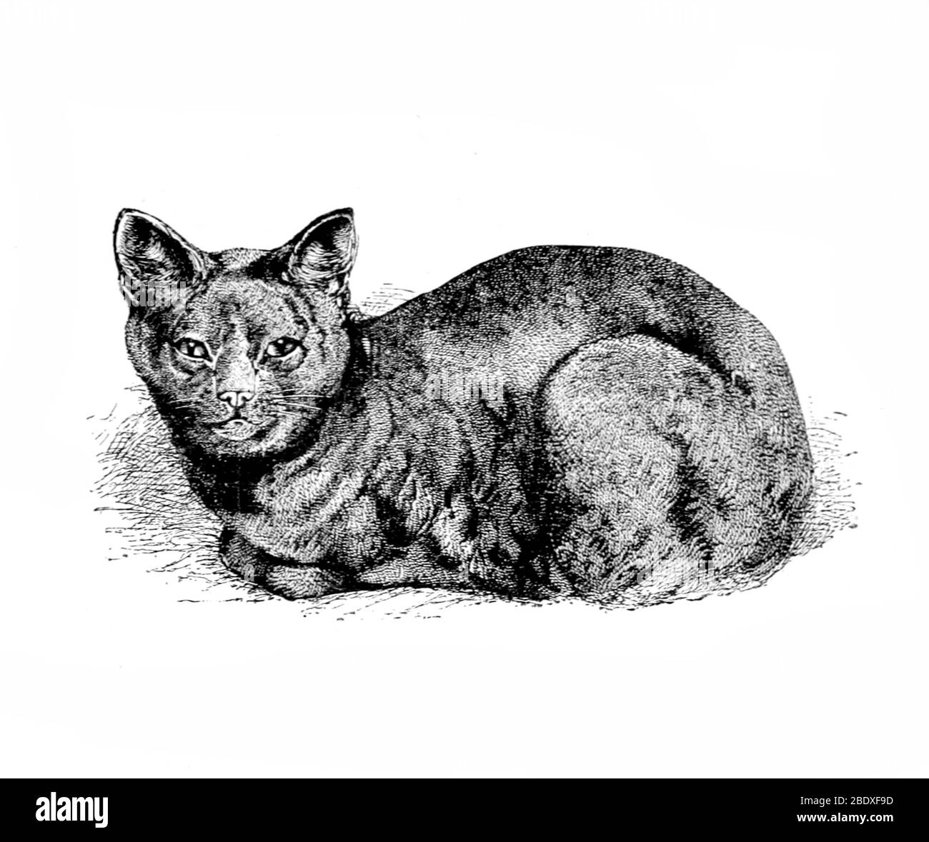 Chat Bleu Russe Banque D'Images