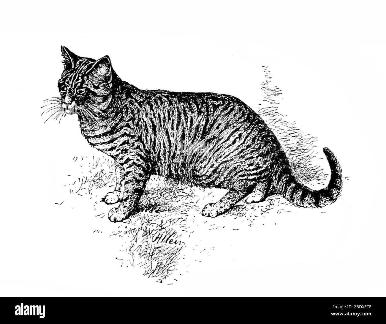 Mackerel Tabby Cat Banque D'Images