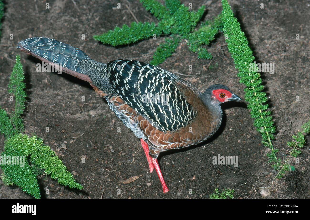Pheasant Siamois anti-feu Banque D'Images