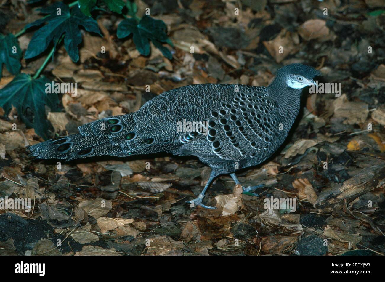 Paon Pheasant Banque D'Images