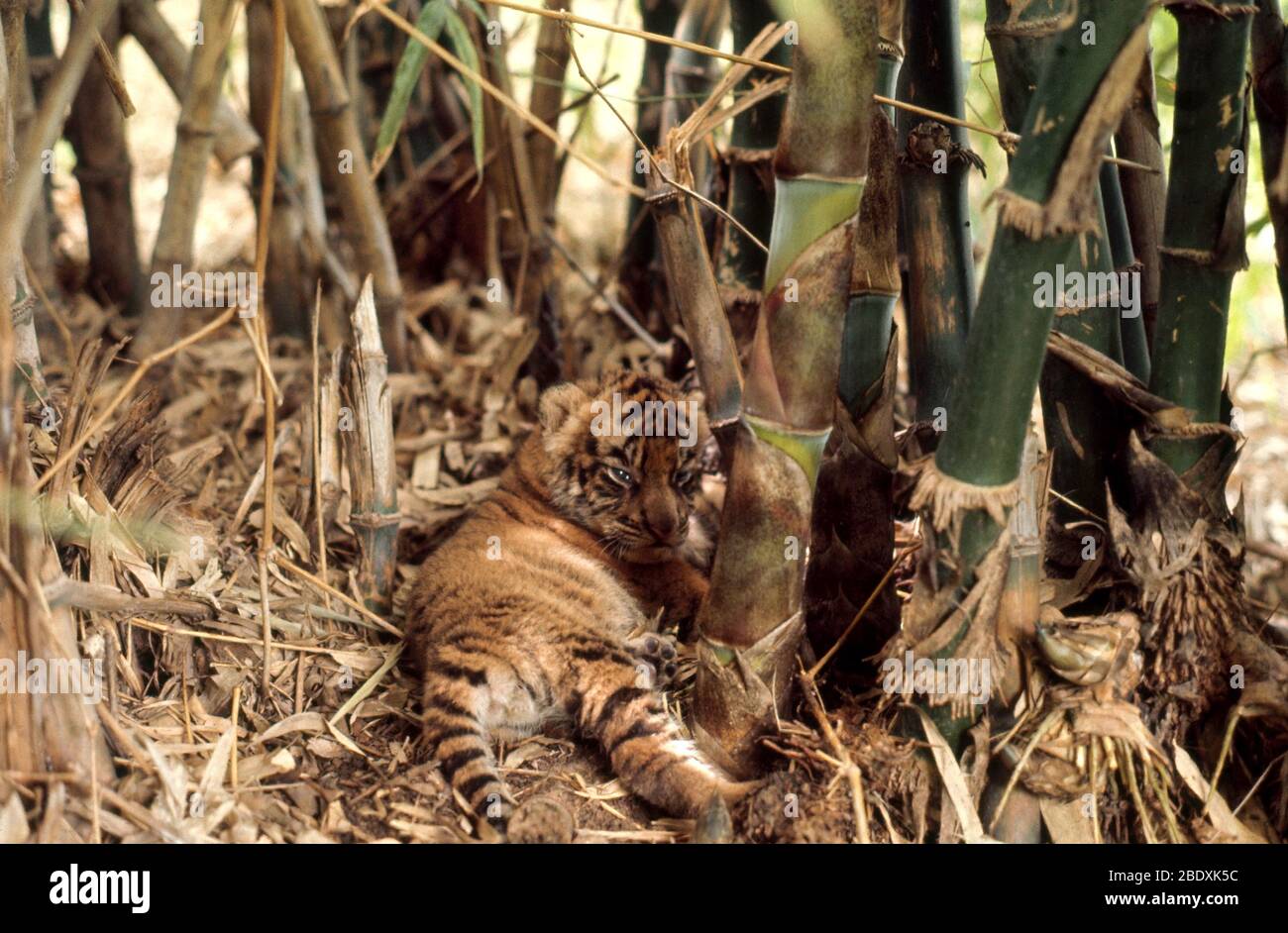 Bengal Tiger Cub Banque D'Images