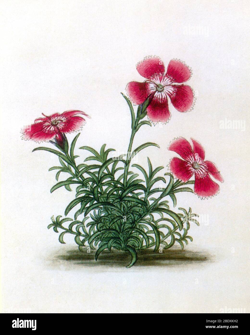 Dianthus pluseau, rose commun Banque D'Images
