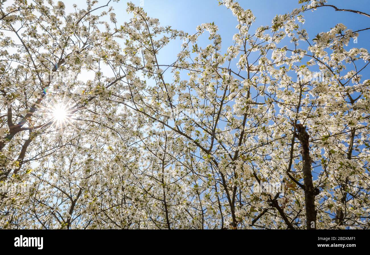 10 avril 2020, Bade-Wuerttemberg, Stuttgart: Le soleil brille par des températures chaudes à travers les fleurs d'un cerisier. Photo: Christoph Schmidt/dpa Banque D'Images