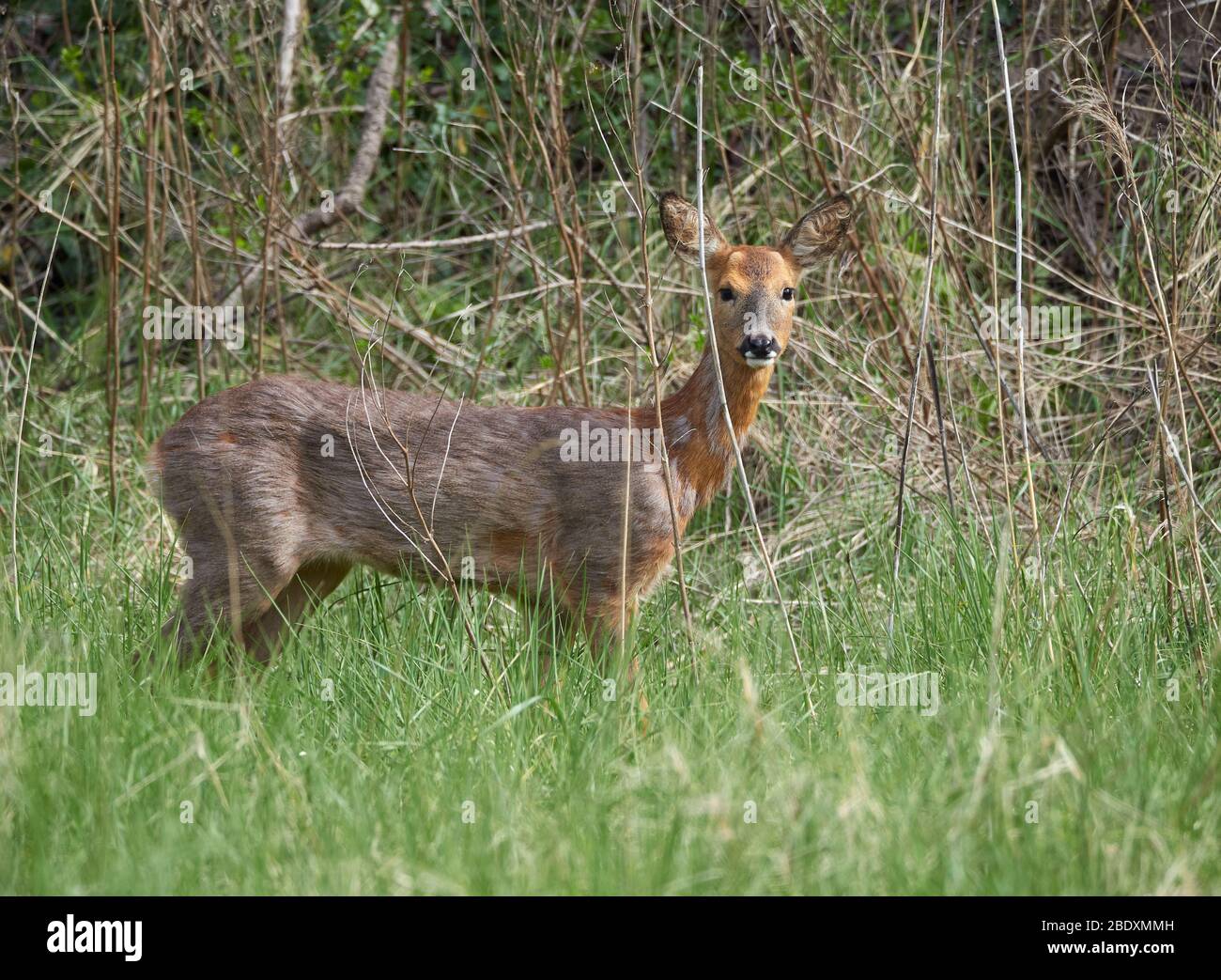 Le dard de cerf de Virginie Capranotous les capranoles dans le broussailles des marais salés près de la rivière Avon près de Bristol UK Banque D'Images
