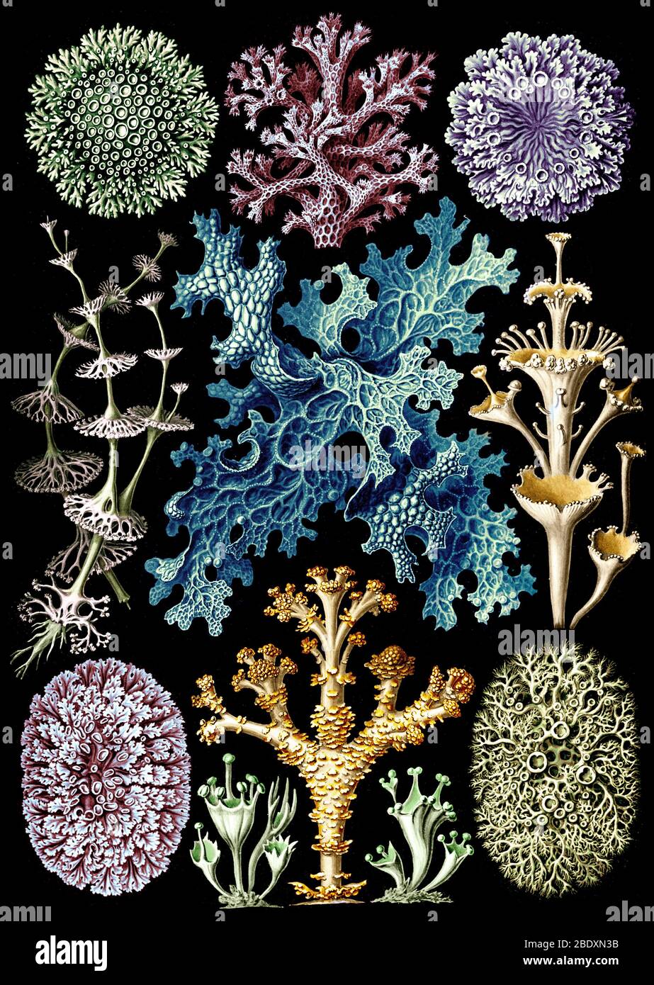 Ernst Haeckel, Lichens Banque D'Images