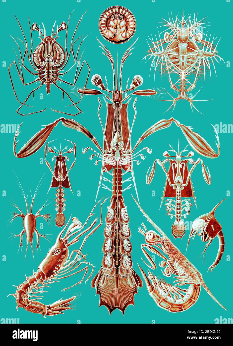 Ernst Haeckel, Thoracostraca, crustacés Banque D'Images