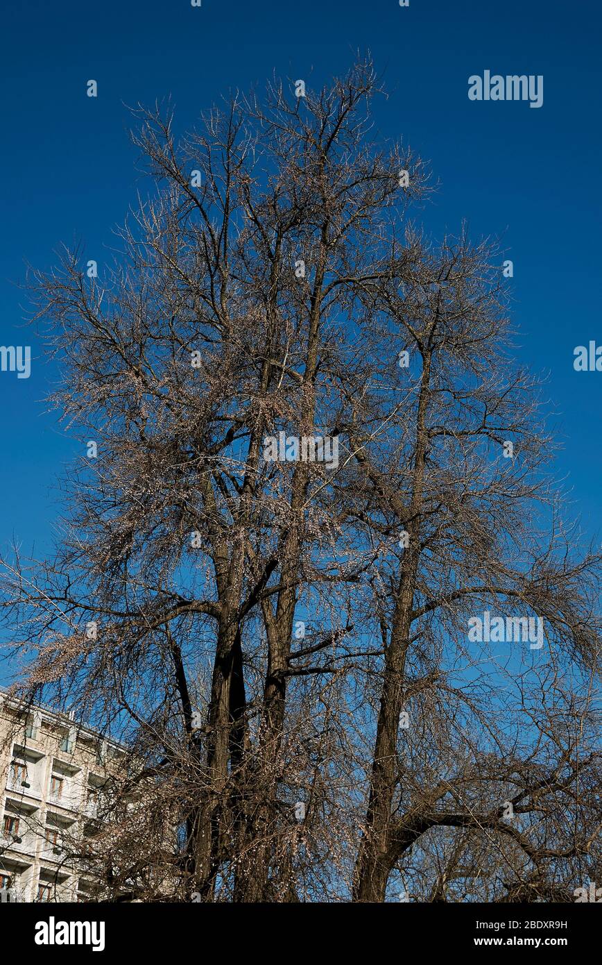 Arbre de biloba de Ginkgo en hiver Banque D'Images