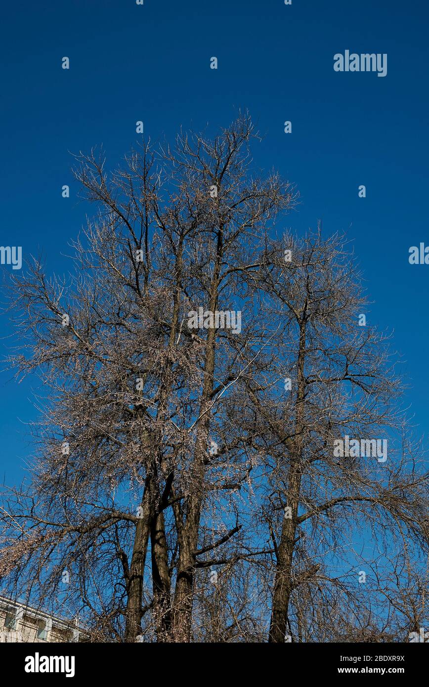 Arbre de biloba de Ginkgo en hiver Banque D'Images