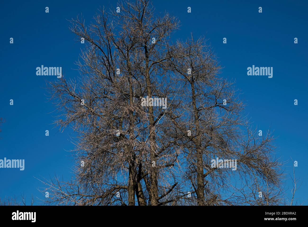 Arbre de biloba de Ginkgo en hiver Banque D'Images