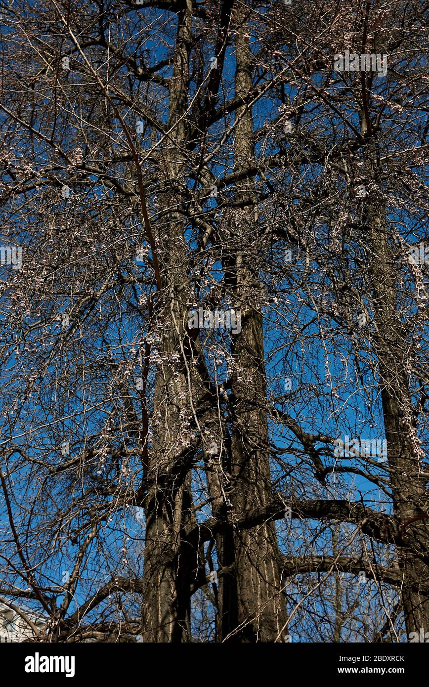 Arbre de biloba de Ginkgo en hiver Banque D'Images
