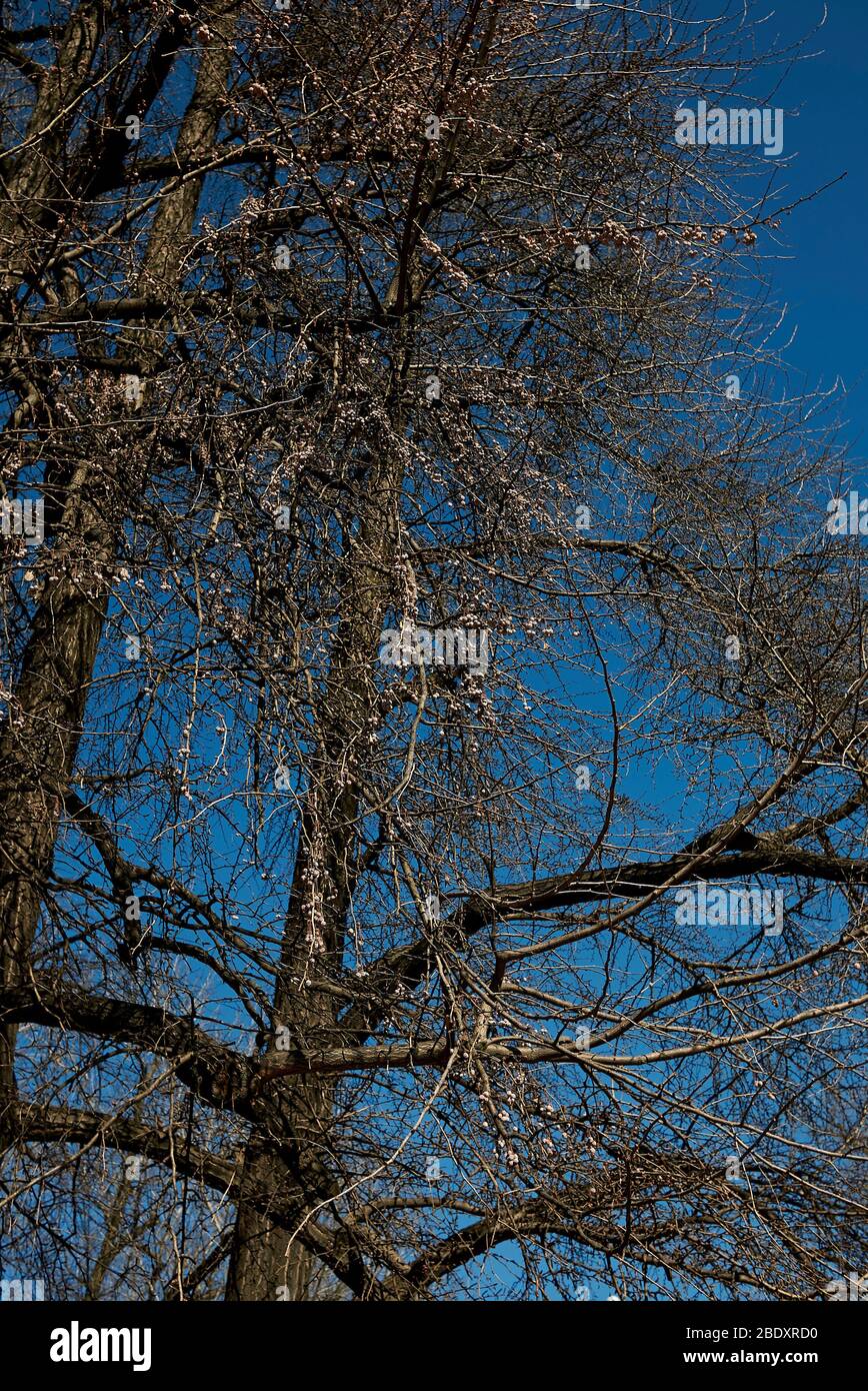 Arbre de biloba de Ginkgo en hiver Banque D'Images