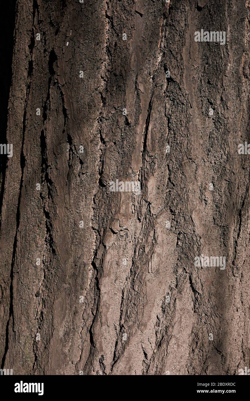 L'écorce de Ginkgo biloba se rapproche Banque D'Images