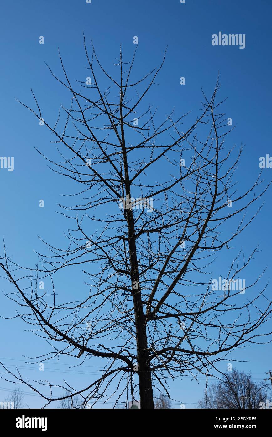 Arbre de biloba de Ginkgo en hiver Banque D'Images